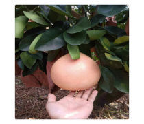 三紅蜜柚苗批發優質商家置頂推薦產品