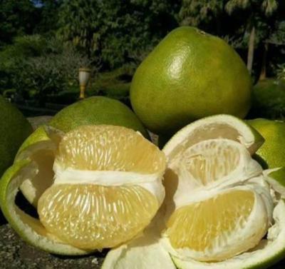 云南昆明官渡區泰國青柚批發 優質果品，實惠價格