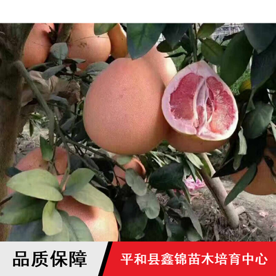 柚子苗木價格與批發(fā)指南 鑫錦純正蜜柚、四川管溪三紅蜜柚及葡萄蜜柚解析